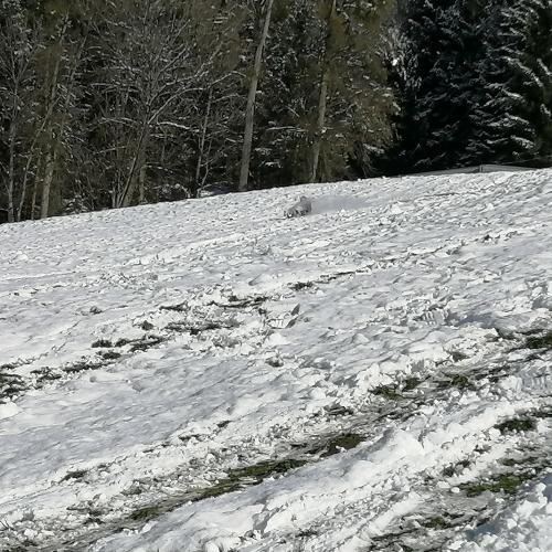 Sport im Schnee -3b23
